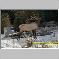 16017 445 Hirsch Jasper NP Kanada 2009.jpg